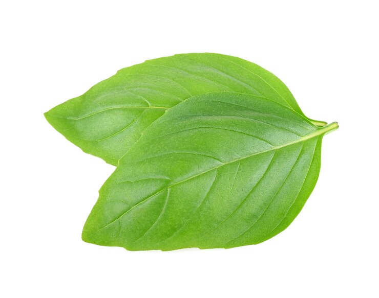 Basilic