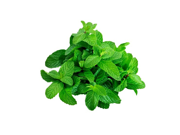 Menthe